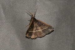Adrapsa ablualis