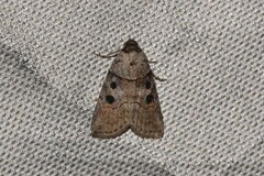 Calathusa hypotherma