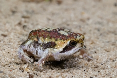 Breviceps mossambicus