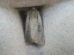 Ichneutica atristriga