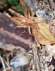 Phaulacridium marginale