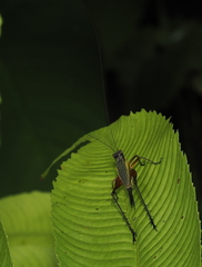 Nisitrus