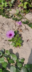 Ipomoea pes-caprae