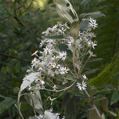 Olearia megalophylla