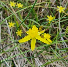 Tricoryne elatior