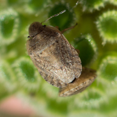 Sciocoris macrocephalus