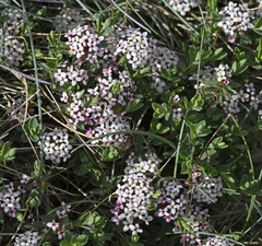 Pimelea alpina