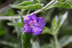 Ruellia californica californica