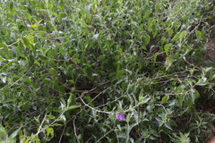 Ruellia californica californica
