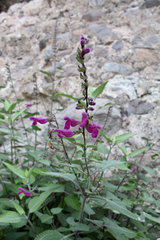 Salvia peninsularis