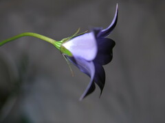 Wahlenbergia grandiflora