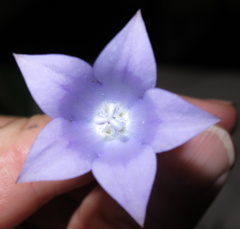 Wahlenbergia grandiflora