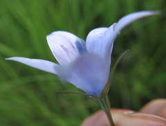 Wahlenbergia grandiflora