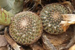 Mammillaria brandegeei