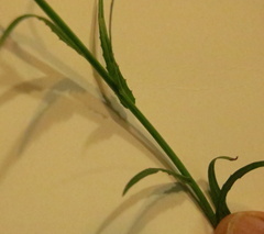 Wahlenbergia grandiflora