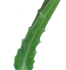 Wahlenbergia grandiflora