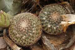 Mammillaria brandegeei