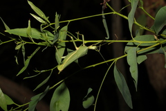 Podacanthus viridiroseus