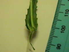 Wahlenbergia grandiflora