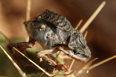 Pseudacris hypochondriaca