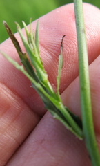 Wahlenbergia grandiflora