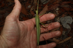 Podacanthus viridiroseus