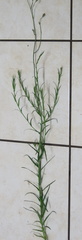 Wahlenbergia grandiflora