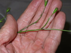 Wahlenbergia grandiflora