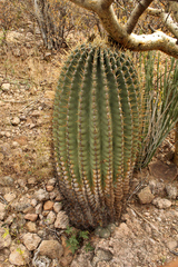 Ferocactus peninsulae