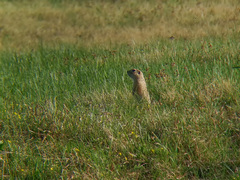 Spermophilus suslicus