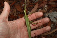 Podacanthus viridiroseus