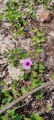 Ipomoea pes-caprae