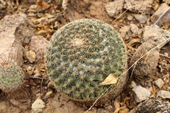 Mammillaria brandegeei