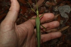 Podacanthus viridiroseus