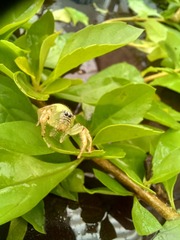 Mopsus