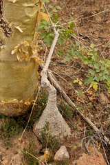Ibervillea sonorae
