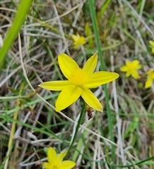 Tricoryne elatior