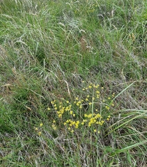 Tricoryne elatior