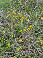 Tricoryne elatior