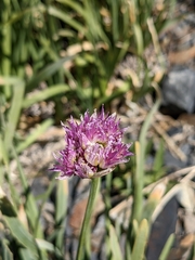Allium validum