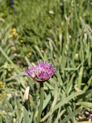 Allium validum