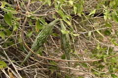 Polystemma cordifolium