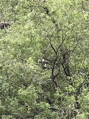 Haliaeetus ichthyaetus