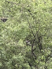 Haliaeetus ichthyaetus