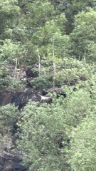 Haliaeetus ichthyaetus