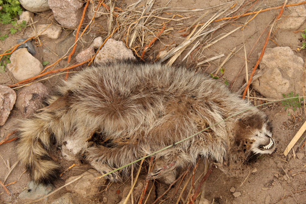 Common Raccoon from Mulegé, B.C.S., México on January 27, 2023 at 12:44 ...