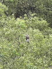 Haliaeetus ichthyaetus