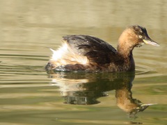 Tachybaptus ruficollis