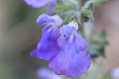 Salvia similis