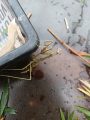 Archimantis latistyla